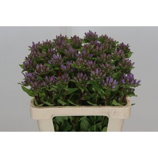 Freshy Campanula Gl Emerald