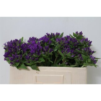 Freshy Campanula Glomerata Bio