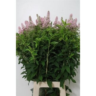 Freshy Spiraea Sal Pink Inn