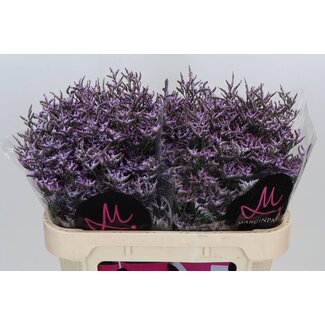 Freshy Limonium Saf Lilac