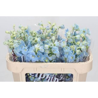 Freshy Delphinium El Dewi Boy