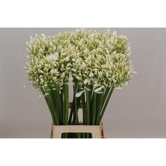 Freshy Agapanthus Praecox Meoni