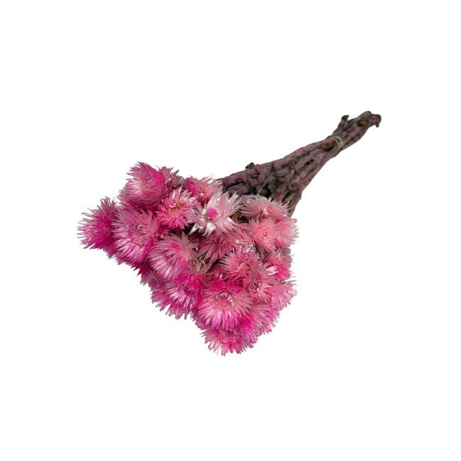 Getrocknete Kap Everlasting | Farbe: Fuchsia | Helichrysum Trockenblumen | Länge ± 40 centimeter | Gewicht 100 gram | Pro 5 Stiele