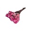 Getrocknete Kap Everlasting | Farbe: Fuchsia | Helichrysum Trockenblumen | Länge ± 40 centimeter | Gewicht 100 gram | Pro 5 Stiele
