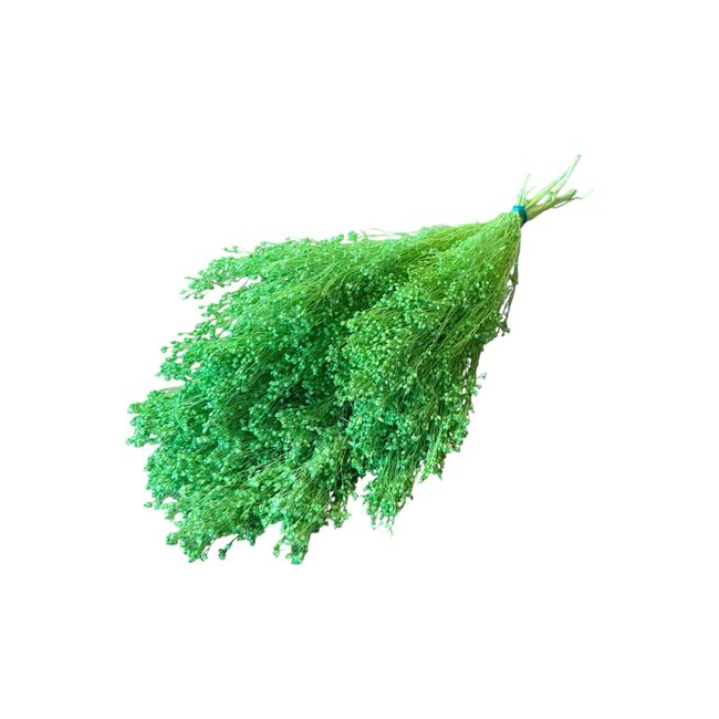 Dried Broom Bloom | Colour: Light green | Broom Dried Flowers | Length ± 55 centimeter | Weight 125 gram | Per bunch