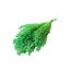 Dried Broom Bloom | Colour: Light green | Broom Dried Flowers | Length ± 55 centimeter | Weight 125 gram | Per bunch