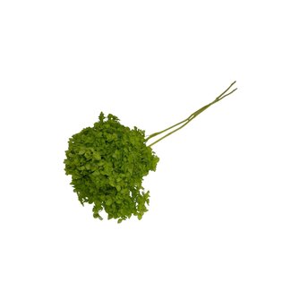 Casa Alegria Preserved Hydrangea Cabeza | Colour: Light green | Horizon Hydrangea | Length ± 70 centimetre | Per stem