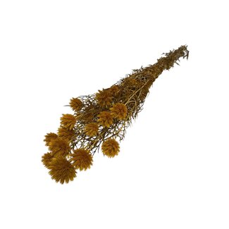 Casa Alegria Dried Echinops XL | Colour: Yellow | Globe thistle dried flowers | Length ± 65 centimeter | Weight 350 gram | Per 10 stems