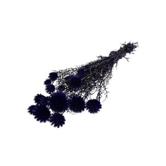 Casa Alegria Dried Echinops XL | Colour: Purple-blue | Globe thistle dried flowers | Length ± 65 centimetre | Weight 350 gram | Per 10 stems