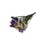 Bouquet Dried Statice Sinuata | Colour: Mixed Colours | Statice Dried Flowers | Length ± 65 centimeter | Weight 100 gram | Per bouquet
