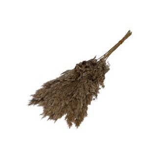 Casa Alegria Dried Pampas Plumes | Colour: Natural | Pampas Dried Flowers | Length ± 60 centimetre | Per 10 stems