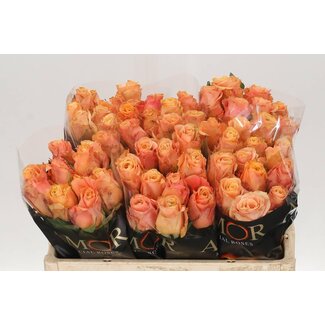 Freshy Rosa Olympus