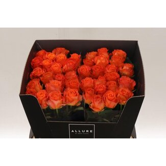 Freshy Rosa Clarence Allure