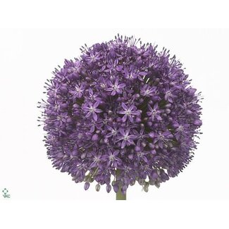 Freshy Allium Ambassador