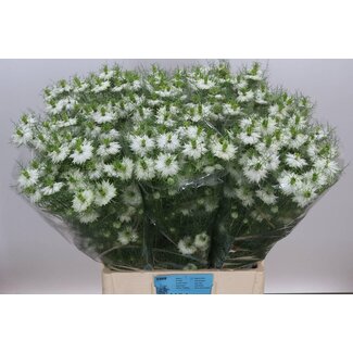 Freshy Nigella D Bridal White