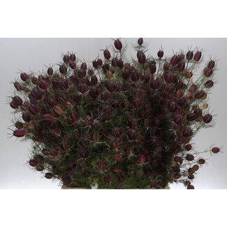 Freshy Nigella Dam Zaaddz Prijs per Bos
