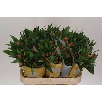 Freshy Alstroemeria Estee