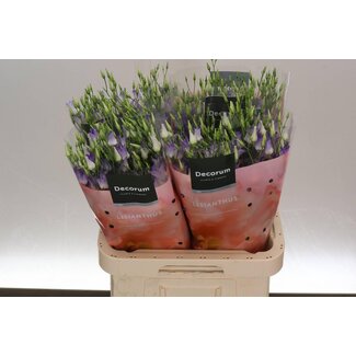 Freshy Eustoma Enkelbloemig Botan Lila Squash