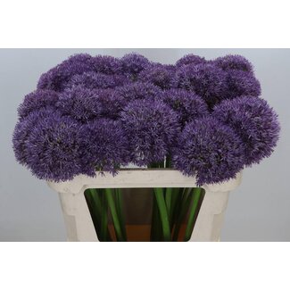 Freshy Allium Pinball Wizar