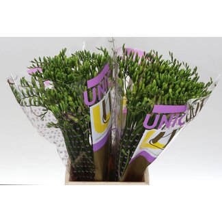 Freshy Freesia enkel Blue Moon