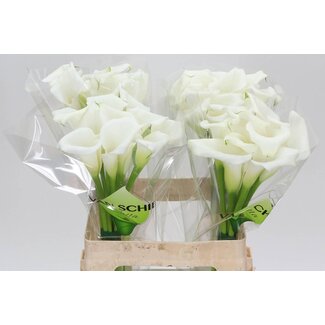 Freshy Zantedeschia Crystal Blush