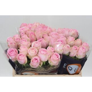 Freshy Rosa Heidi