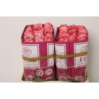 Freshy R Eq Pink X-pression