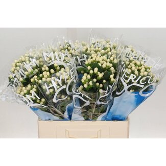 Freshy Hypericum Coco Uno