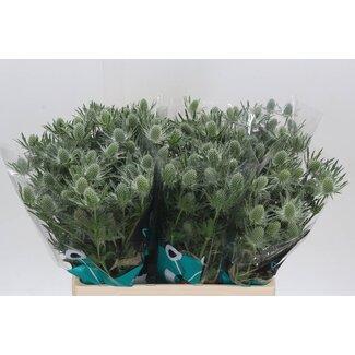 Freshy Eryngium Sirius Questar