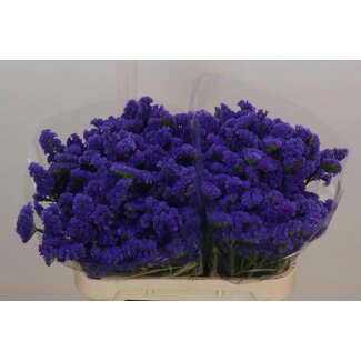 Freshy Limonium S Hollands Pippa Wings