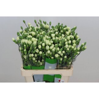 Freshy Trosanjer Funza Parsley
