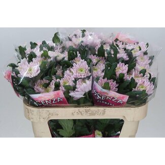 Freshy Chrysant deco Rossano