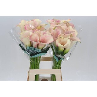 Freshy Zantedeschia Capt Rosette