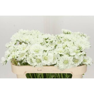 Freshy Scabiosa C Annabelle