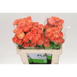 Freshy Anjer Funza Kort Hermes Orange