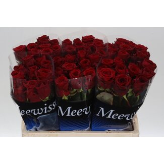 Freshy Rosa Red Naomi Meew