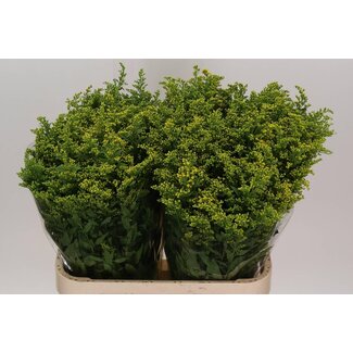 Freshy Solidago Carzan Glory