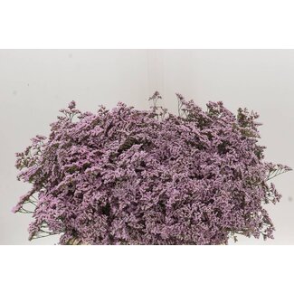Freshy Limonium Saf Oshi Pink