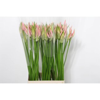 Freshy Nerine Bo Vesta K