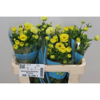 Freshy Ranunculus Butterfly Phytalos