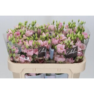 Freshy Eustoma Enkelbloemig Bohemian Pink