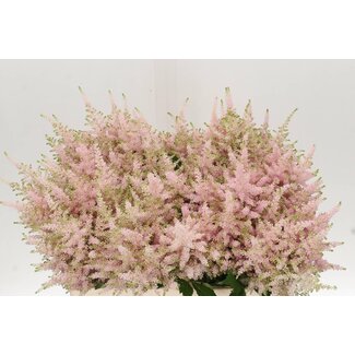 Freshy Astilbe Ja Europa