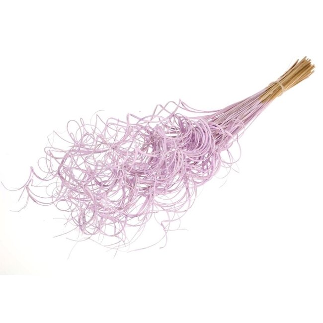 Lila Curly Ting Ting dried flowers | Length ± 60 centimetres | Weight ± 100 grams
