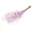 Lila Curly Ting Ting dried flowers | Length ± 60 centimetres | Weight ± 100 grams