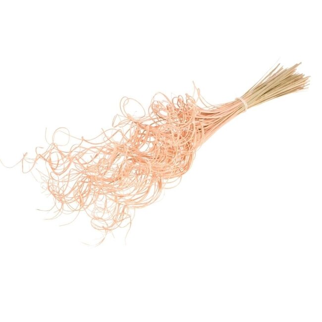 Salmon-coloured Curly Ting Ting dried flowers | Length ± 60 centimetres | Weight ± 100 grams