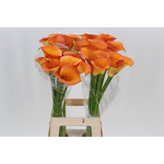 Freshy Zantedeschia Solero Art