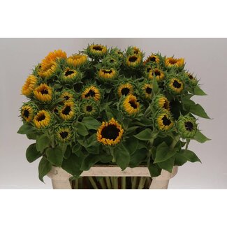 Freshy Helianthus Sunrich Provence Overtoom