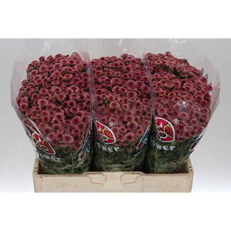 Freshy Chrysant santini Mad Tyolo Cherry