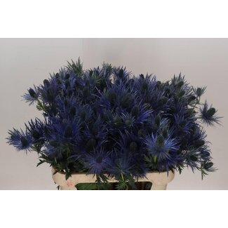 Freshy Eryngium Za Donard Variety