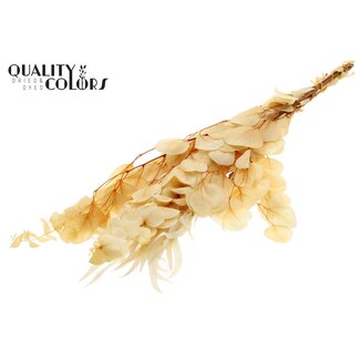 QC Wit Gebleekte Gepreserveerde Eucalyptus Mix | Lengte ± 65 centimeter | Gewicht 150 gram | Per bos